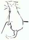 The Cat.