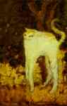 The White Cat.