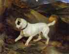 Sir Edwin Landseer. Jocko with a Hedgehog.