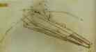 Leonardo da Vinci. Drawing of a Flying Machine.