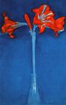 Amaryllis.