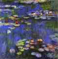 Water-Lilies.