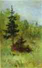 A Firtree. Study.