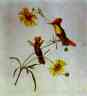Count Feodor Tolstoy. Birds and Flowers.