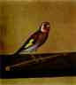 Count Feodor Tolstoy. A Bird.